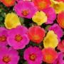 Seminte profesionale Portulaca grandiflora - Flori de piatra - imagine 48773